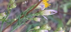 Galatella angustissima