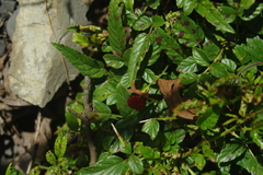 Rubus cardotii