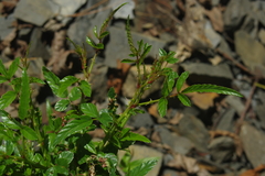 Rubus cardotii