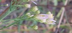Galatella angustissima