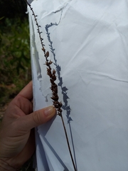 Schoenocaulon dubium