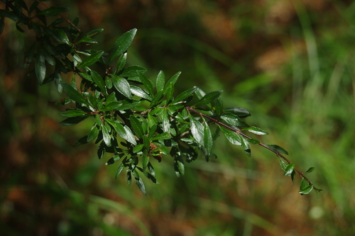 Rhamnus parvifolia