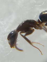 Camponotus barbatus