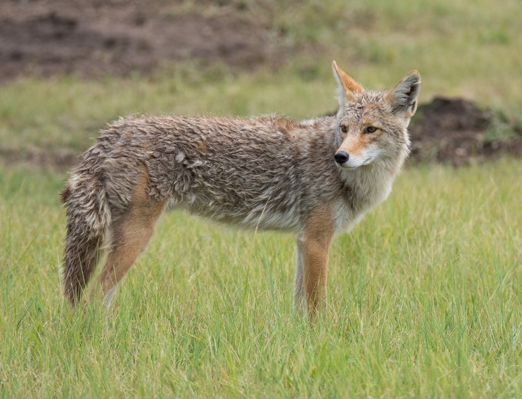 Coyote from Wind Cave National Park South Dakota, USA on July 27, 2017 ...