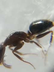 Camponotus barbatus