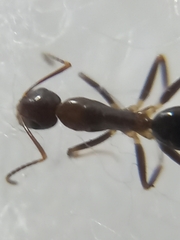 Camponotus barbatus