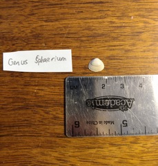 Sphaerium striatinum