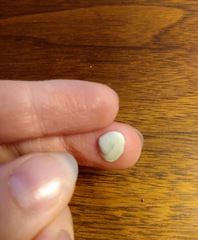 Sphaerium striatinum