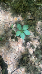 Parthenocissus quinquefolia