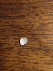 Sphaerium striatinum