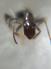 Camponotus barbatus