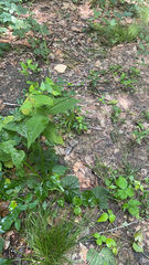 Persicaria virginiana