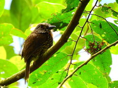 Malacoptila fulvogularis