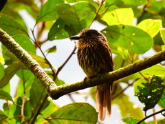 Malacoptila fulvogularis