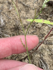 Polygala verticillata