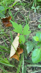 Toxicodendron radicans