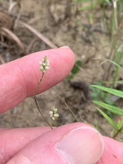 Polygala verticillata
