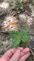 Ambrosia artemisiifolia