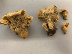 Cantharellus camphoratus