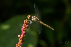 Sympetrum striolatum