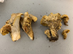 Cantharellus camphoratus
