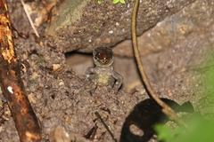 Lepidophyma