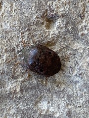 Diolcus chrysorrhoeus