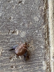 Diolcus chrysorrhoeus