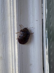 Diolcus chrysorrhoeus