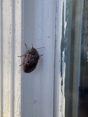 Diolcus chrysorrhoeus