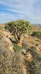 Aloidendron ramosissimum
