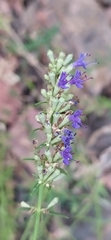 Hyssopus officinalis