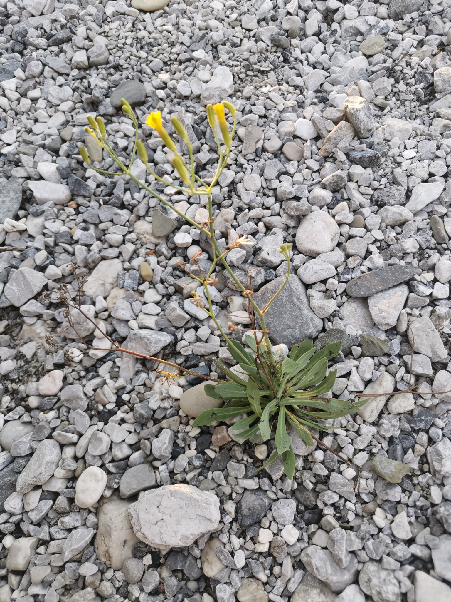 Chondrilla chondrilloides