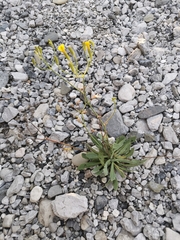 Chondrilla chondrilloides