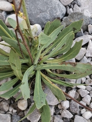 Chondrilla chondrilloides