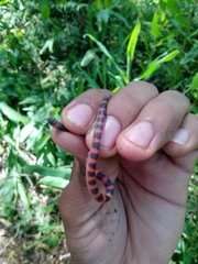 Geophis semidoliatus