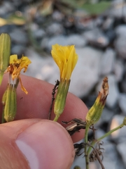 Chondrilla chondrilloides