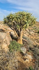 Aloidendron ramosissimum