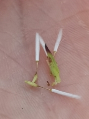 Chondrilla chondrilloides