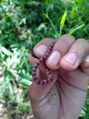 Geophis semidoliatus