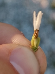 Chondrilla chondrilloides