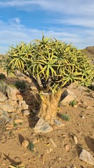 Aloidendron ramosissimum