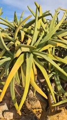 Aloidendron ramosissimum