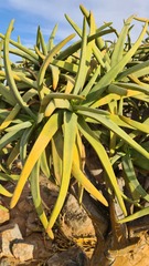 Aloidendron ramosissimum