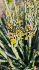 Euphorbia dregeana
