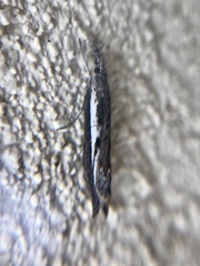 Platytes alpinella