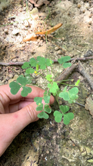 Oxalis stricta