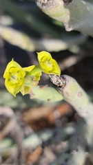 Euphorbia dregeana