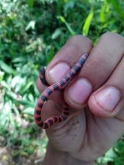 Geophis semidoliatus