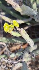 Euphorbia dregeana